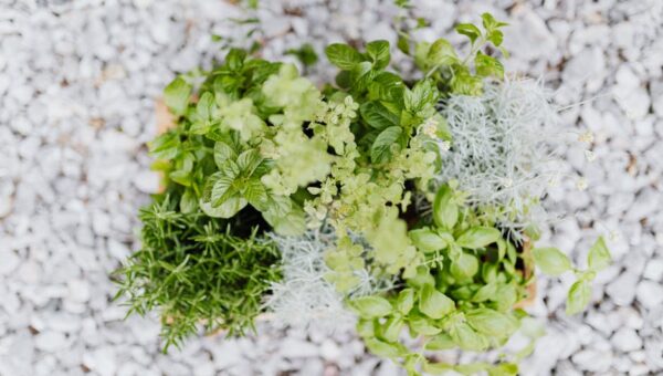 From Garden to Table: Cultivating a Family Herb Garden in 2026