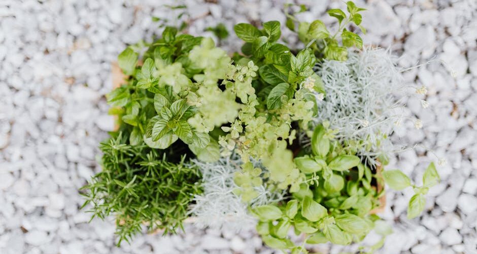 From Garden to Table: Cultivating a Family Herb Garden in 2026