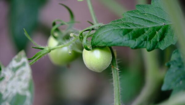 From Garden to Table: Elevating Family Meals with 2026 Homegrown Ingredients