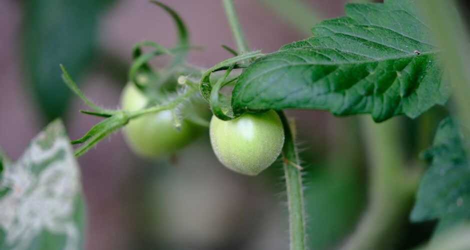 From Garden to Table: Elevating Family Meals with 2026 Homegrown Ingredients